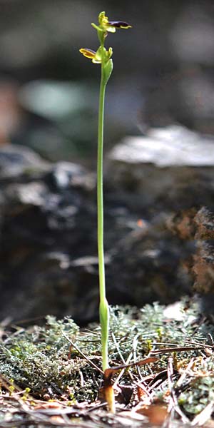 Ophrys eivissa / Ibiza Orchid, E  Ibiza, Forada 11.4.2023 (Photo: Adolf Riechelmann)