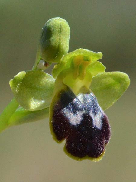 Ophrys eivissa / Ibiza Orchid, E  Ibiza, Forada 11.4.2023 (Photo: Adolf Riechelmann)