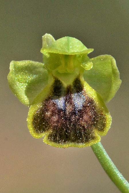 Ophrys eivissa / Ibiza Orchid, E  Ibiza, Forada 11.4.2023 (Photo: Adolf Riechelmann)