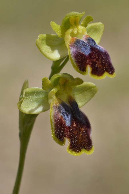 Ophrys eivissa / Ibiza Orchid, E  Ibiza, Sa Talaiassa 13.4.2023 (Photo: Adolf Riechelmann)