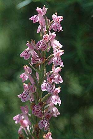 Dactylorhiza elata x fuchsii, E   Alcala de la Selva 25.7.2001 