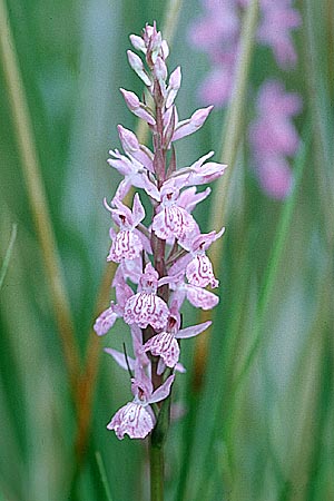 Dactylorhiza elata x fuchsii, E   Mora de Rubielos 20.6.2003 