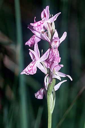 Dactylorhiza elata x fuchsii, E   Mora de Rubielos 11.7.2003 
