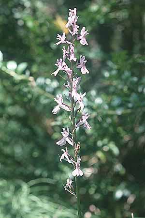 Dactylorhiza elata x fuchsii, E   Prov. Cuenca 11.7.2003 