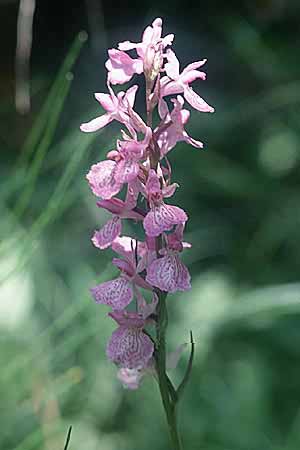 Dactylorhiza elata x fuchsii, E   Prov. Cuenca 11.7.2003 