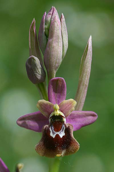 Ophrys ficalhoana x sphegodes, E   La Rioja, Ezcaray 21.5.2016 (Photo: Helmut Presser)