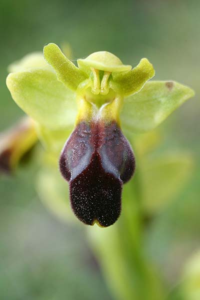 Ophrys forestieri x vasconica, E   Vizcaya, Orduna 24.5.2016 (Photo: Helmut Presser)
