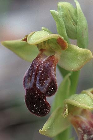 Ophrys malacitana \ Malaga-Ragwurz / Malaga Dull Ophrys (?), E  Grazalema 21.4.1999 