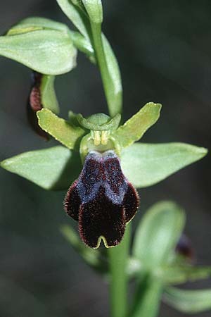 Ophrys malacitana \ Malaga-Ragwurz / Malaga Dull Ophrys (?), E  Alhaurin El Grande 29.3.2001 