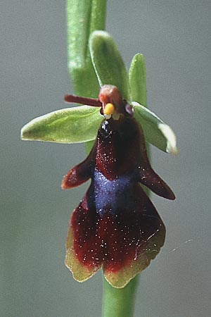 Ophrys insectifera \ Fliegen-Ragwurz / Fly Orchid, E  Katalonien/Catalunya Vic 6.5.2000 