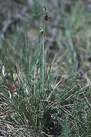 Ophrys insectifera \ Fliegen-Ragwurz / Fly Orchid, E  Katalonien/Catalunya Vic 6.5.2000 