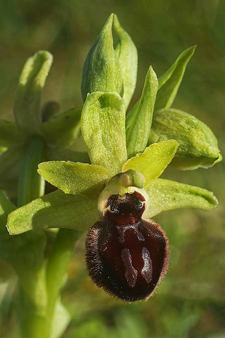 Ophrys kallaikia / Kallaiki Spider Orchid, E  A Corua, Praia del Baldaio 20.3.2023 (Photo: Helmut Presser)
