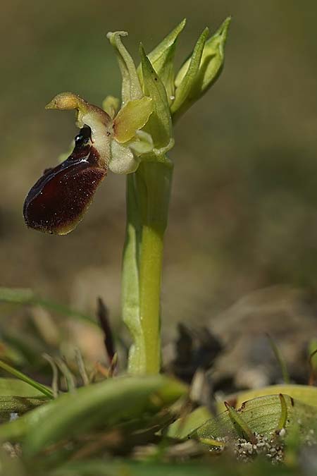Ophrys kallaikia / Kallaiki Spider Orchid, E  A Corua, Praia del Baldaio 20.3.2023 (Photo: Helmut Presser)