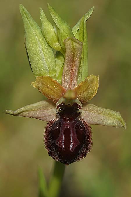 Ophrys kallaikia / Kallaiki Spider Orchid, E  A Corua, Praia del Baldaio 20.3.2023 (Photo: Helmut Presser)