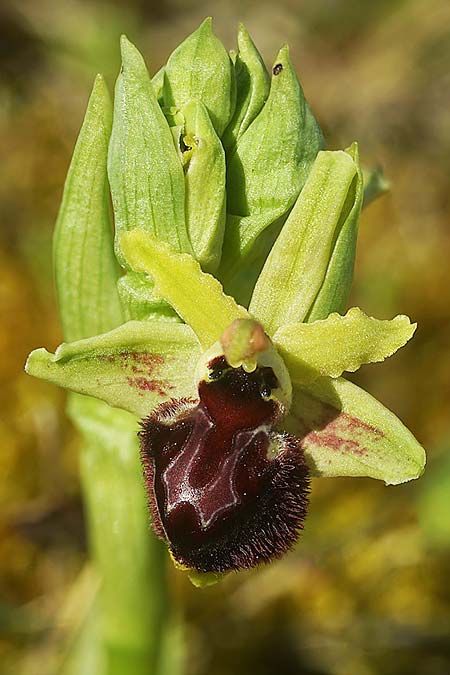 Ophrys kallaikia / Kallaiki Spider Orchid, E  A Corua, Praia del Baldaio 20.3.2023 (Photo: Helmut Presser)