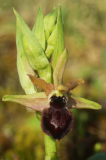 Ophrys kallaikia / Kallaiki Spider Orchid, E  A Corua, Praia del Baldaio 20.3.2023 (Photo: Helmut Presser)