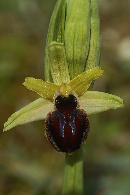 Ophrys kallaikia / Kallaiki Spider Orchid, E  Galicia,Xilloi 19.3.2023 (Photo: Helmut Presser)