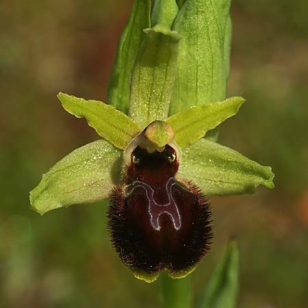 Ophrys kallaikia / Kallaiki Spider Orchid, E  Galicia,Xilloi 19.3.2023 (Photo: Helmut Presser)