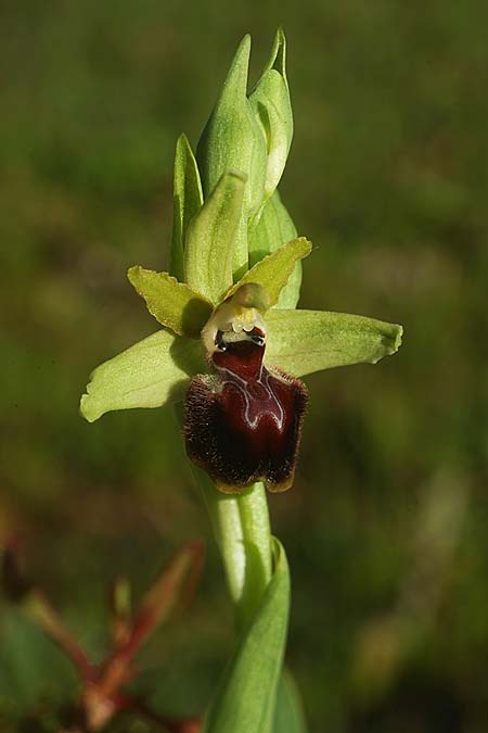 Ophrys kallaikia / Kallaiki Spider Orchid, E  Galicia,Xilloi 19.3.2023 (Photo: Helmut Presser)