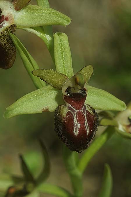 Ophrys kallaikia / Kallaiki Spider Orchid, E  Galicia,Xilloi 19.3.2023 (Photo: Helmut Presser)