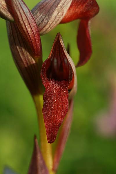 Serapias lingua x parviflora, E   Miranda de Ebro 22.5.2016 (Photo: Helmut Presser)