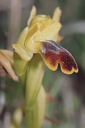 Ophrys lucentina \ Alicante-Ragwurz, E  Prov. Alicante, Puerto de la Albaida 30.3.2001 