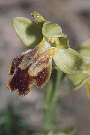 Ophrys lucentina \ Alicante-Ragwurz, E  Prov. Alicante, Coll de Rates 30.3.2001 