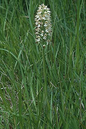 Orchis purpurea farbvariante_color-variant \ Purpur-Knabenkraut, E  Navarra, Pamplona 7.5.2000 