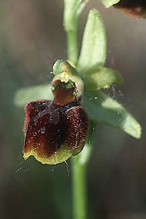Ophrys riojana x sphegodes, E   La Rioja, Haro 22.5.2003 