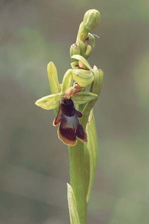 Ophrys subinsectifera / Small-Flowered Fly Orchid, E  Catalunya Bassella 2.5.1988 