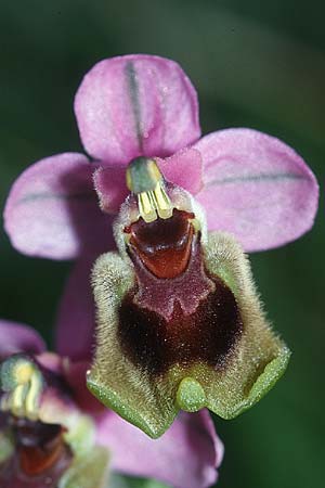 Ophrys tenthredinifera subsp. tenthredinifera \ Frühblühende Wespen-Ragwurz / Sawfly Orchid, E  Alhaurin El Grande 25.3.2002 