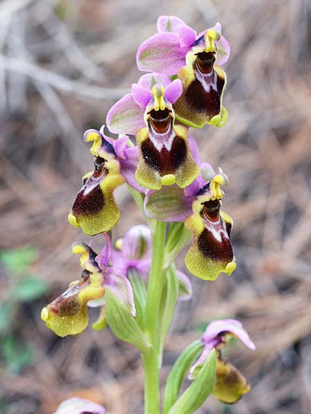 Ophrys tenthredinifera subsp. tenthredinifera \ Frühblühende Wespen-Ragwurz / Sawfly Orchid, E  Mijas 30.3.2018 (Photo: Christian Schlomann)