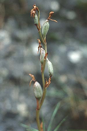 Limodorum trabutianum \ Trabuts Dingel / Trabut's Limodore, E  Cardo 27.5.1990 