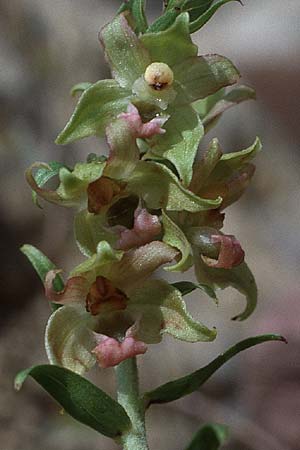 Epipactis tremolsii \ Tremols' Ständelwurz, E  Estella 4.6.1990 