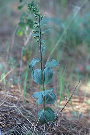 Epipactis tremolsii \ Tremols' Ständelwurz, E  Marbella 20.4.1999 