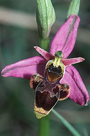 Ophrys corbariensis / Corbires Bee Orchid (?), E  Navarra, Pamplona 26.5.2002 