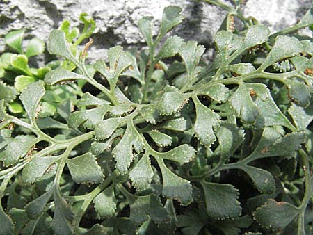 Asplenium ruta-muraria \ Gewhnliche Mauerraute / Wall-Rue, F Montsegur 15.8.2006