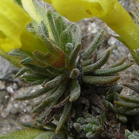 Androsace vitaliana subsp. cinerea \ Graue Goldprimel / Grey Rock Jasmine, F Col Agnel 22.6.2008