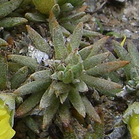 Androsace vitaliana subsp. cinerea \ Graue Goldprimel / Grey Rock Jasmine, F Col Agnel 22.6.2008