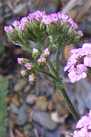Achillea millefolium subsp. sudetica \ Gebirgs-Wiesen-Schafgarbe, Sudeten-Schafgarbe / Carpathian Yarrow, F Pyrenäen/Pyrenees, Osseja 26.6.2008