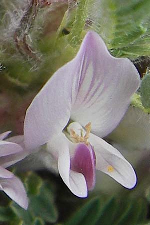 Astragalus sempervirens \ Dorn-Tragant / Mountain Tragacanth, F Col de la Bonette 8.7.2016