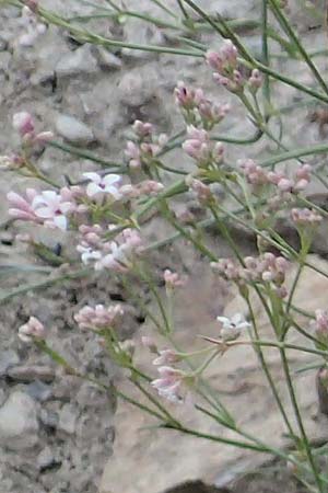 Asperula rupicola \ Felsliebender Meister, Piemonteser Meister / Rock Woodruff, F Savines-le-Lac 8.7.2016