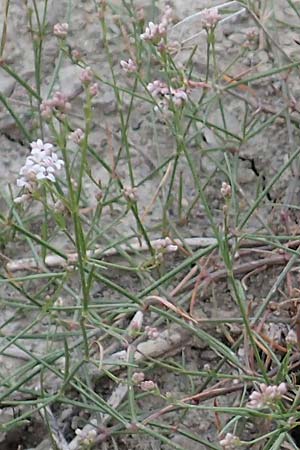 Asperula rupicola \ Felsliebender Meister, Piemonteser Meister / Rock Woodruff, F Savines-le-Lac 8.7.2016