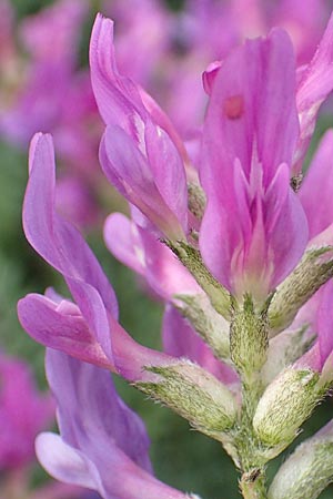 Astragalus hypoglottis \ Purpur-Tragant, F Barcelonnette 8.7.2016