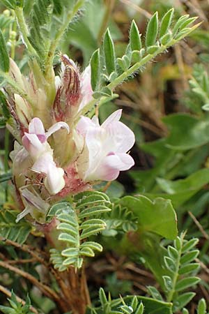 Astragalus sempervirens \ Dorn-Tragant / Mountain Tragacanth, F Col de la Bonette 8.7.2016