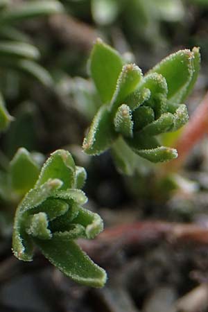 Androsace vitaliana subsp. vitaliana \ Vitals Goldprimel / Vital's Rock Jasmine, F Col de la Bonette 8.7.2016
