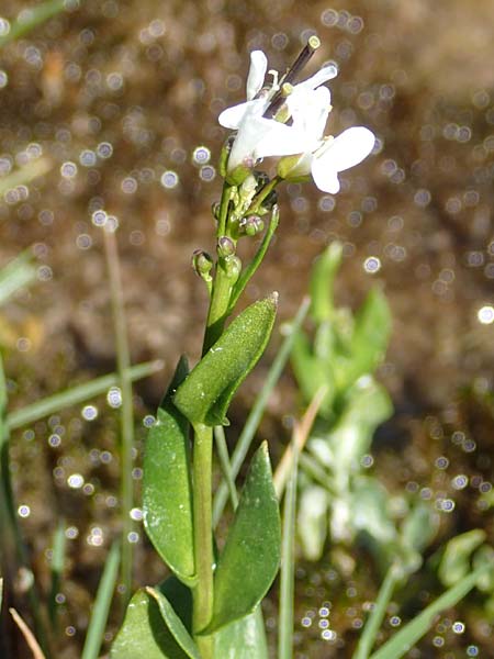Arabis subcoriacea \ Glanz-G�nsekresse / Subcoriaceous Rock-Cress, F Col de la Cayolle 9.7.2016