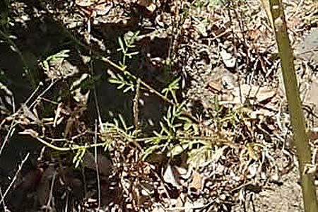 Apiaceae spec4 ? \ Doldenbl�tler / Umbellifer, F Pyren&auml;en/Pyrenees, Sougia 23.7.2018