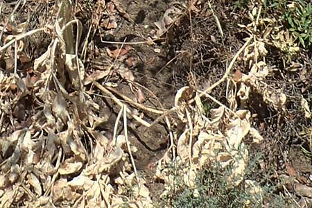 Apiaceae spec4 ? \ Doldenbl�tler / Umbellifer, F Pyren&auml;en/Pyrenees, Sougia 23.7.2018