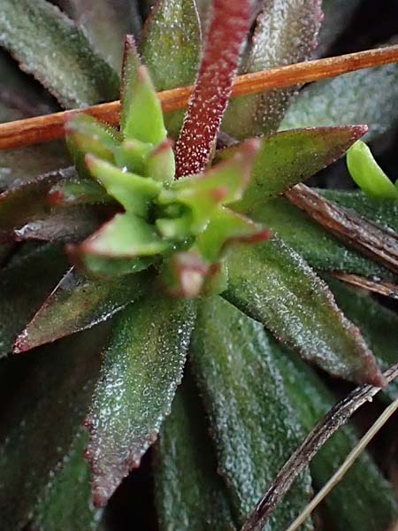 Androsace adfinis subsp. adfinis \ Gew&ouml;hnlicher Fleischroter Mannsschild / Common Red Rock Jasmine, F Col de Vars 30.4.2023